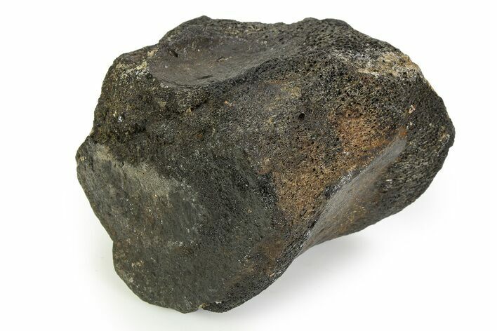 Fossil Whale Thoracic Vertebra - South Carolina #351098